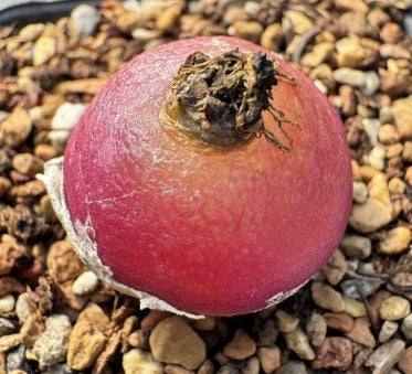 Conophytum burgeri 20 Seeds