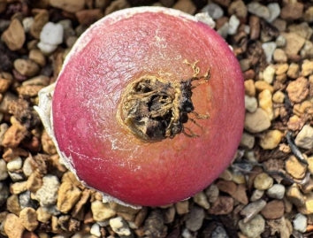 Conophytum burgeri 20 Seeds