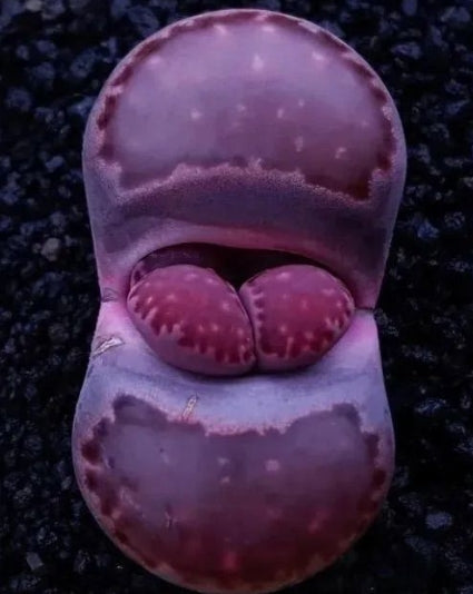 Lithops salicola Bacchus 20 graines