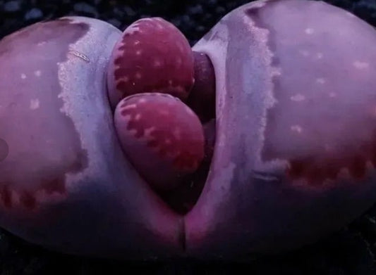 Lithops salicola Bacchus 20 graines