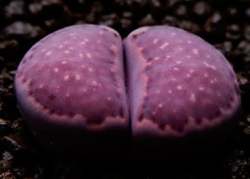 Lithops Julii cv. Red Violet 20 Seeds