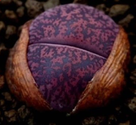 Lithops lesliei Fred's Redhead 20 graines