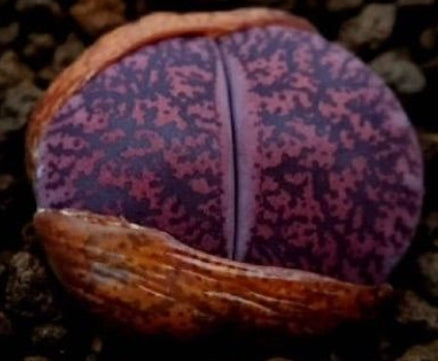 Lithops lesliei Fred's Redhead 20 graines
