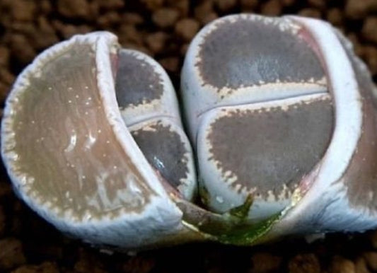 Lithops lesliei Madonna-maraisii 20 graines