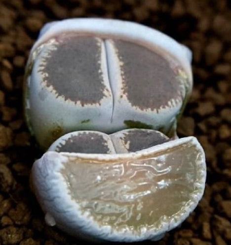 Lithops lesliei Madonna-maraisii 20 graines