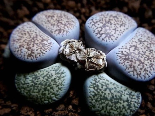 Lithops lesliei var. venteri 20 Seeds