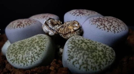 Lithops lesliei var. venteri 20 Seeds