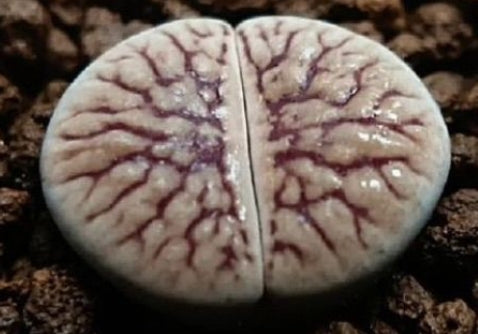 Lithops schwantesii Nova 20 graines