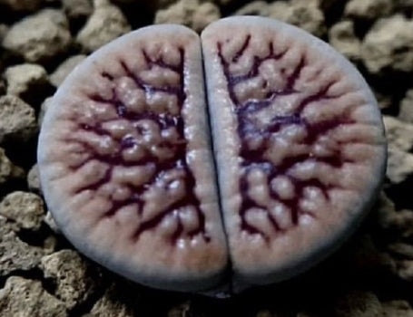 Lithops schwantesii Nova 20 graines