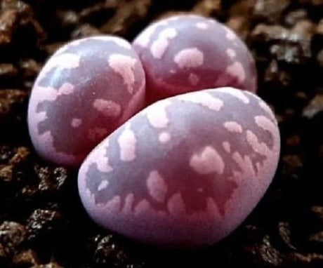Lithops otzeniana Granat 20 Seeds