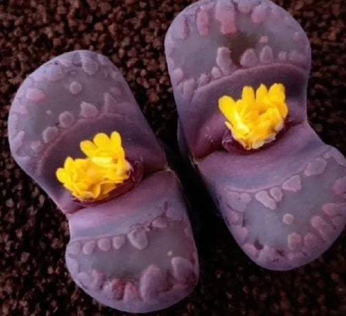 Lithops otzeniana Granat 20 Seeds
