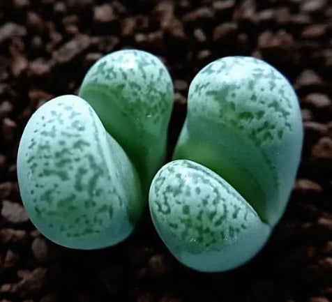 Lithops Smaragd 20 graines