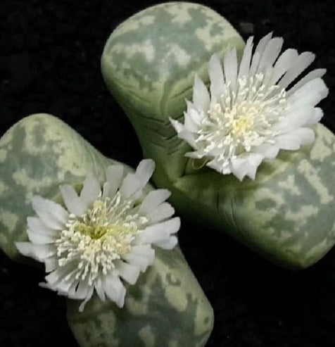 Lithops Smaragd 20 graines