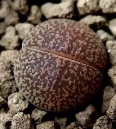 Lithops lesliei v. mariae 20 Seeds