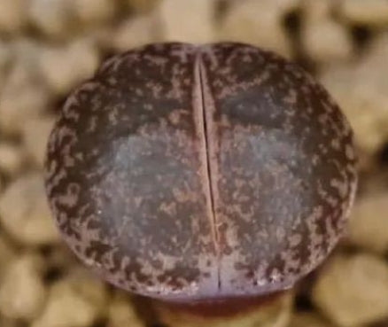 Lithops lesliei v. mariae 20 Seeds