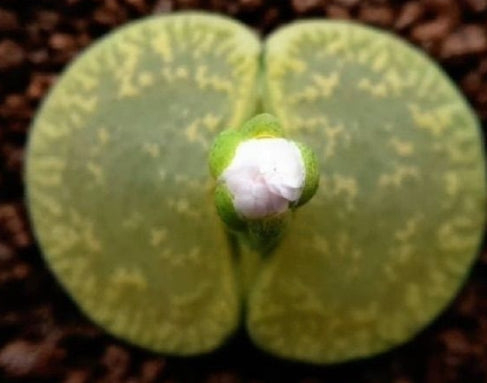 Lithops lesliei Albinica 20 graines