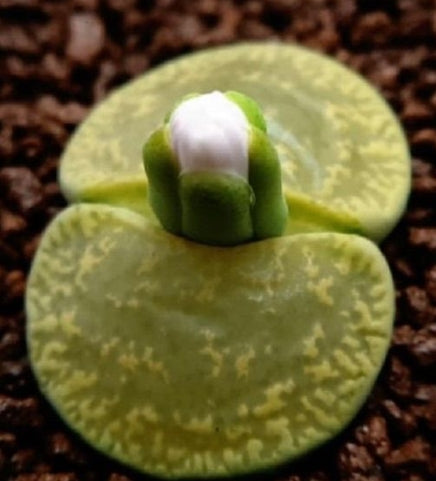 Lithops lesliei Albinica 20 graines