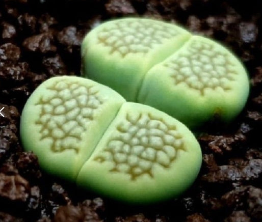 Lithops hallii Sakkie's Green 20 Seeds