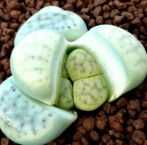 Lithops schwantesii ssp. schwantesil V. rugosa shagreen 20 graines