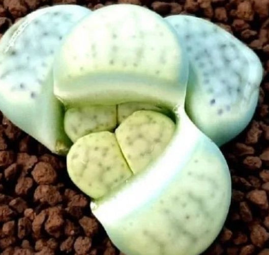 Lithops schwantesii ssp. schwantesil V. rugosa shagreen 20 graines