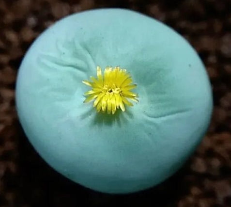 Conophytum calculus 20 Seeds