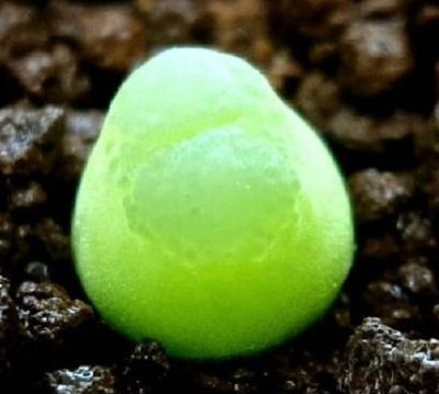 Conophytum acutum 20 Seeds