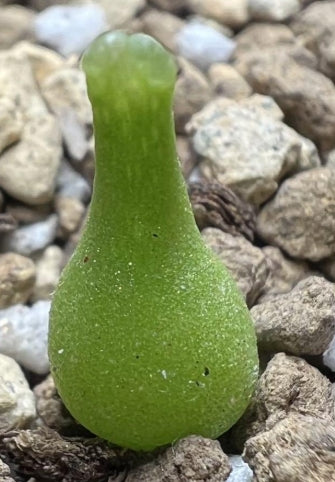 Conophytum achabense 20 Seeds