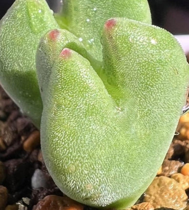 Conophytum bilobum ssp. claviferens 20 Samen