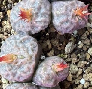 Conophytum angelicae ssp. tetragonum 20 Seeds