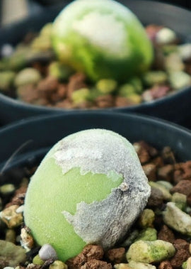 Muiria hortenseae 20 Seeds