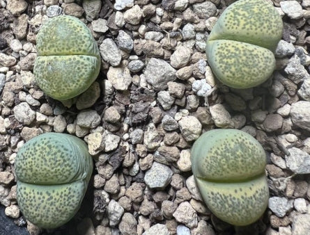 Lithops terricolor Speckled Gold 20 graines