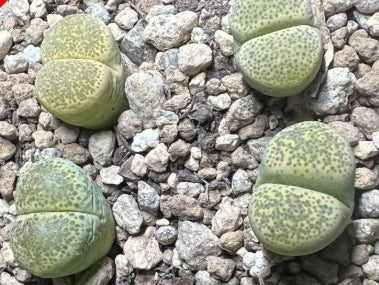 Lithops terricolor Speckled Gold 20 graines