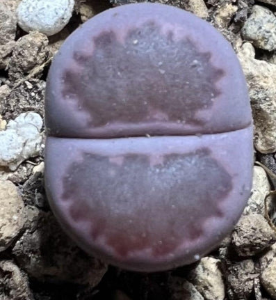 Lithops Purple Roxy 20 Seeds