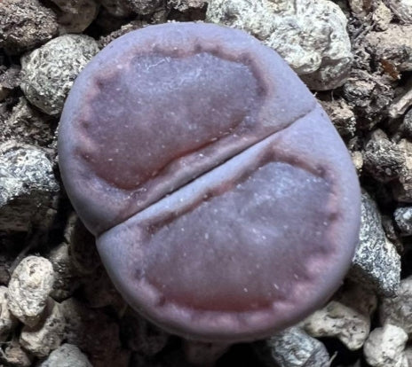 Lithops Purple Roxy 20 Seeds
