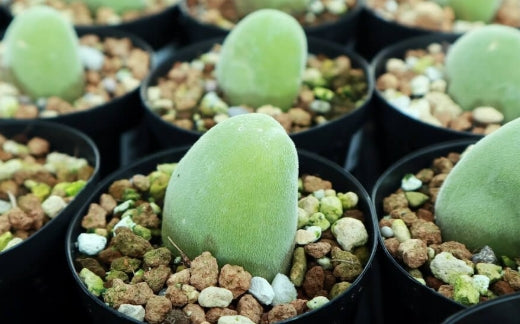 Muiria hortenseae 20 Seeds