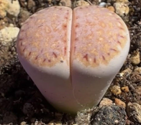 Lithops julii subsp. julii Little Woodii 20 Seeds