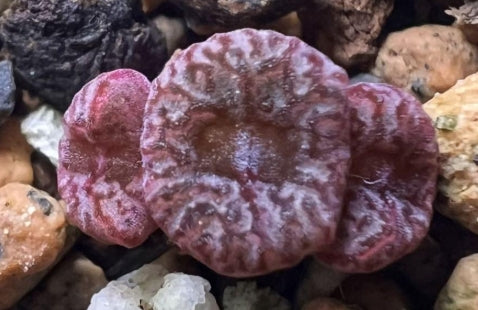 Conophytum  swanepoelianum ssp.rubrolineatum 20 Seeds