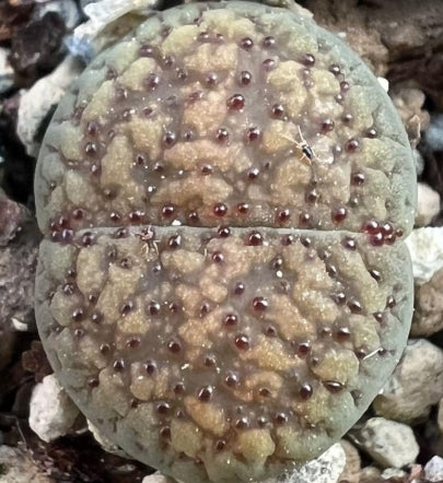 Lithops verruculosa v. verruculosa 20 Seeds