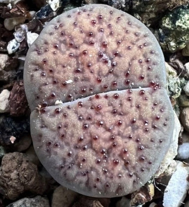 Lithops verruculosa v. verruculosa 20 Seeds
