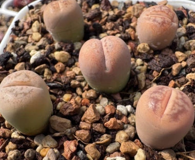 Lithops Sunday 20 graines