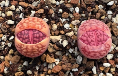 Lithops Purple Fuku 20 Seeds