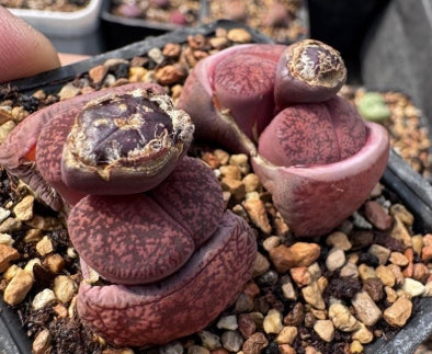 Lithops Purple Gems 20 Seeds