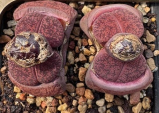 Lithops Purple Gems 20 Seeds
