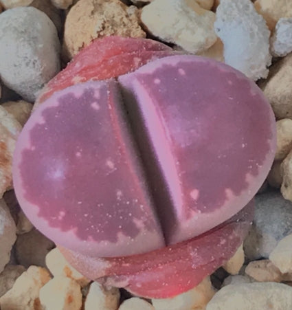 Lithops Red Ollie Ball 20 Seeds