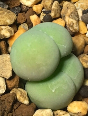 Gibbaeum comptonii 20 Seeds