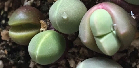 Gibbaeum comptonii 20 Seeds