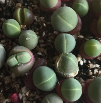 Gibbaeum comptonii 20 Seeds