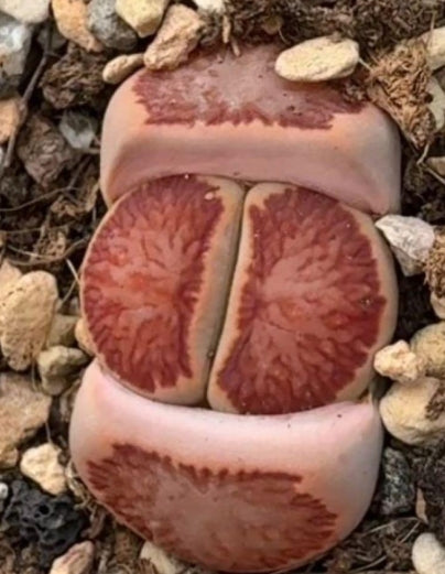 Lithops Red Window Rubra 20 Seeds
