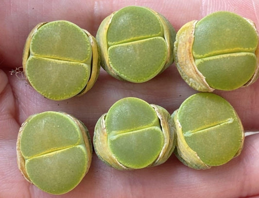 Lithops lesliei South Lake 20 graines