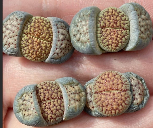 Lithops Wake up 20 Seeds